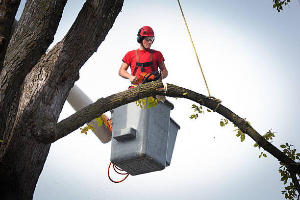 The Steps Involved in Our Tree Care Process in Simpson, PA